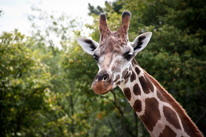 Die Giraffen im Zoo Leipzig: Es kommt nur auf die richtige Perspektive an.